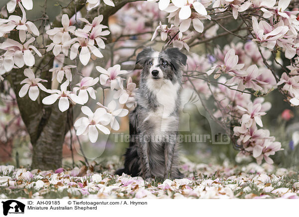 Miniature Australian Shepherd / Miniature Australian Shepherd / AH-09185