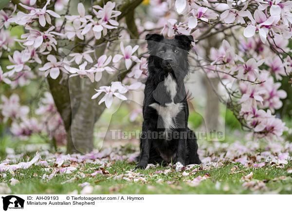 Miniature Australian Shepherd / AH-09193