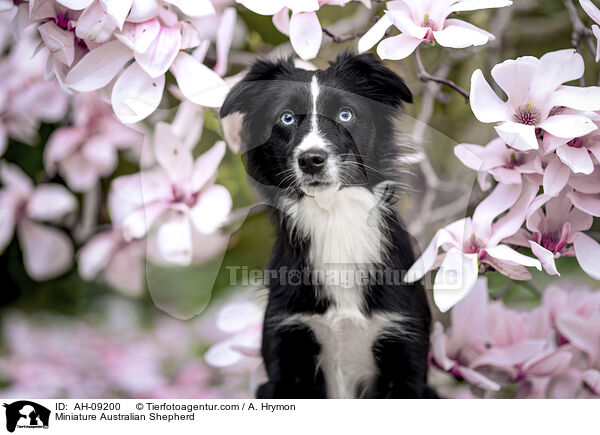 Miniature Australian Shepherd / Miniature Australian Shepherd / AH-09200