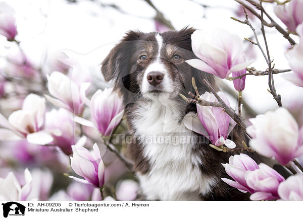 Miniature Australian Shepherd / Miniature Australian Shepherd / AH-09205