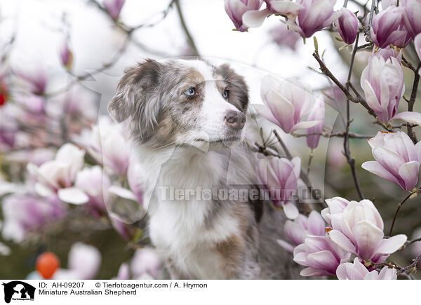 Miniature Australian Shepherd / Miniature Australian Shepherd / AH-09207