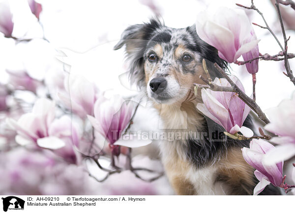 Miniature Australian Shepherd / Miniature Australian Shepherd / AH-09210