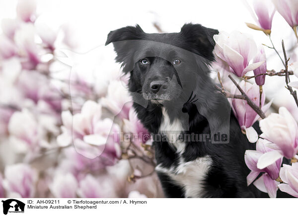 Miniature Australian Shepherd / Miniature Australian Shepherd / AH-09211
