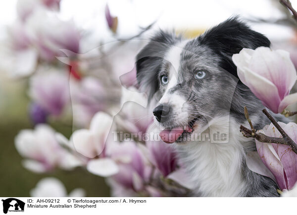 Miniature Australian Shepherd / Miniature Australian Shepherd / AH-09212
