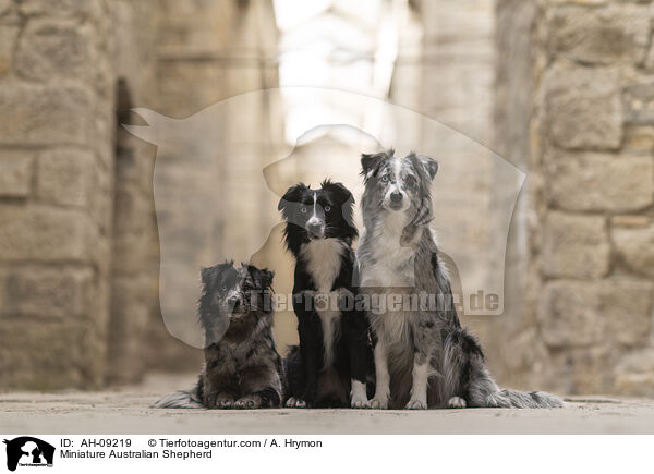 Miniature Australian Shepherd / Miniature Australian Shepherd / AH-09219