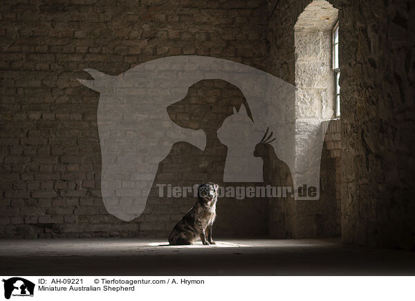 Miniature Australian Shepherd / Miniature Australian Shepherd / AH-09221