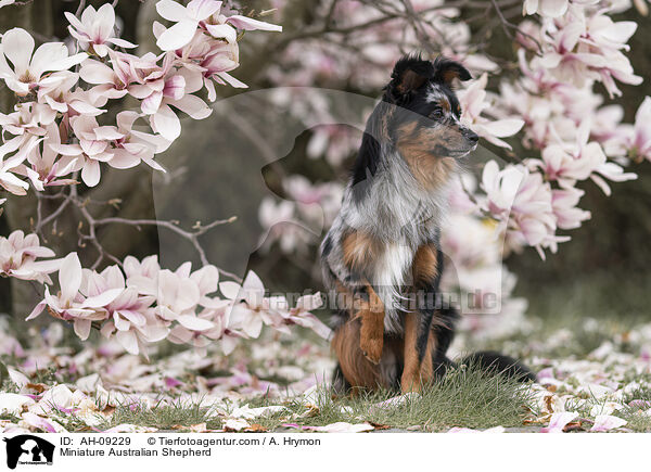 Miniature Australian Shepherd / Miniature Australian Shepherd / AH-09229
