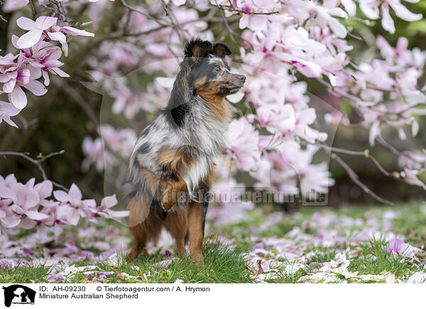 Miniature Australian Shepherd / Miniature Australian Shepherd / AH-09230