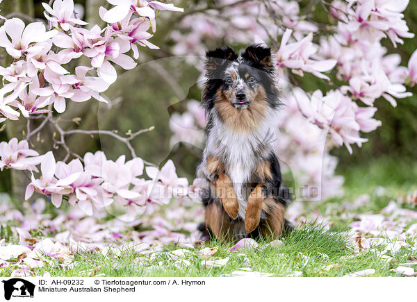 Miniature Australian Shepherd / AH-09232
