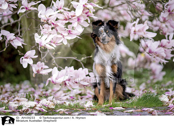 Miniature Australian Shepherd / Miniature Australian Shepherd / AH-09233