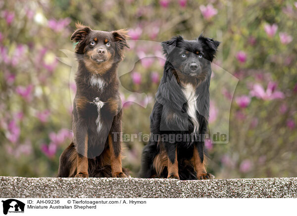 Miniature Australian Shepherd / Miniature Australian Shepherd / AH-09236