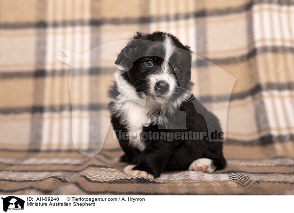 Miniature Australian Shepherd / Miniature Australian Shepherd / AH-09240