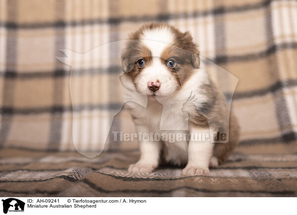 Miniature Australian Shepherd / Miniature Australian Shepherd / AH-09241