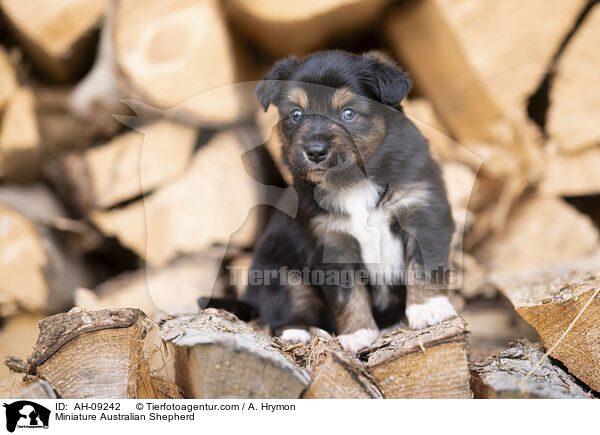 Miniature Australian Shepherd / Miniature Australian Shepherd / AH-09242