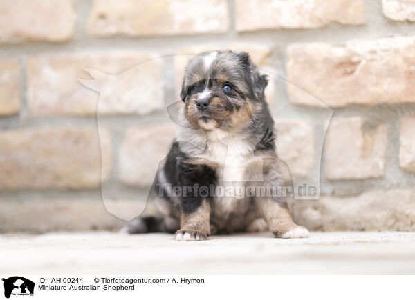 Miniature Australian Shepherd / Miniature Australian Shepherd / AH-09244