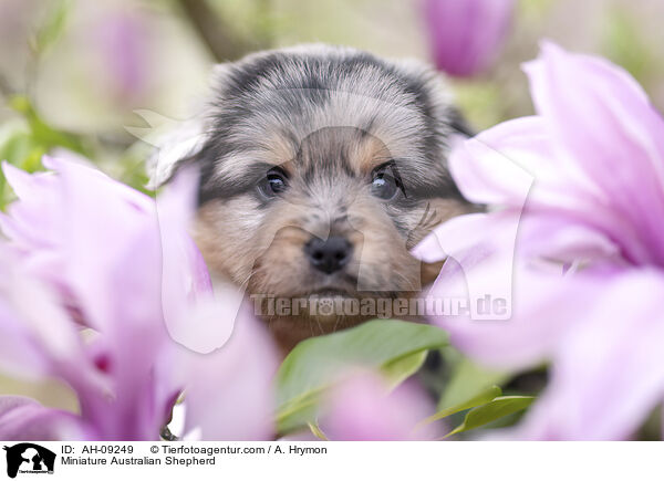 Miniature Australian Shepherd / AH-09249