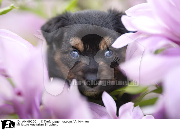 Miniature Australian Shepherd / AH-09250