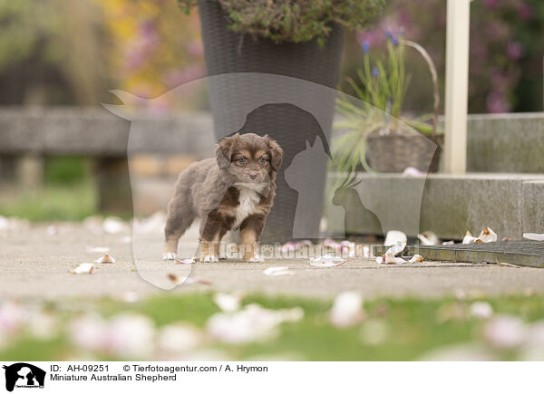 Miniature Australian Shepherd / AH-09251