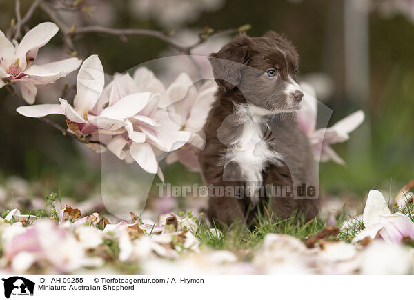 Miniature Australian Shepherd / AH-09255