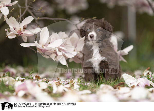 Miniature Australian Shepherd / AH-09256