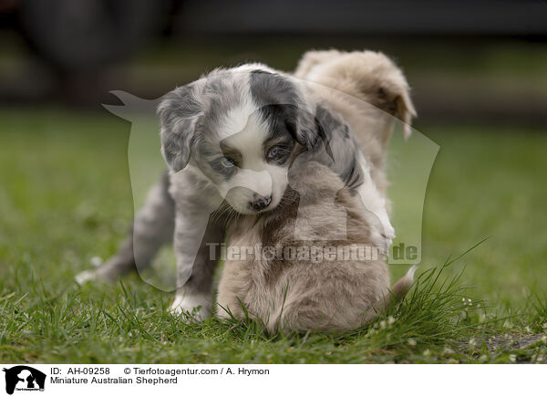 Miniature Australian Shepherd / AH-09258