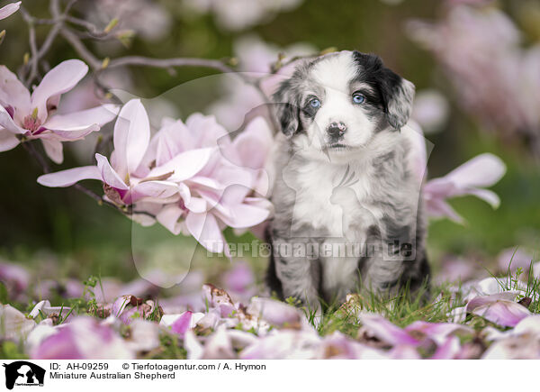 Miniature Australian Shepherd / AH-09259