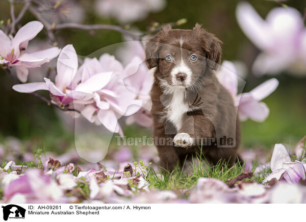 Miniature Australian Shepherd / AH-09261