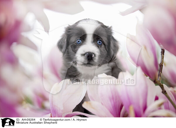 Miniature Australian Shepherd / AH-09264