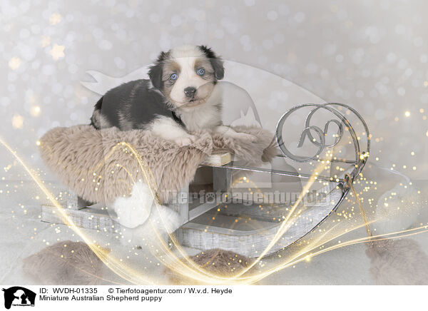 Miniature Australian Shepherd Welpe / Miniature Australian Shepherd puppy / WVDH-01335