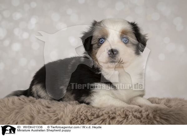 Miniature Australian Shepherd Welpe / Miniature Australian Shepherd puppy / WVDH-01336