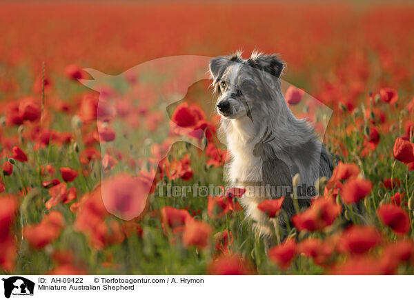 Miniature Australian Shepherd / Miniature Australian Shepherd / AH-09422