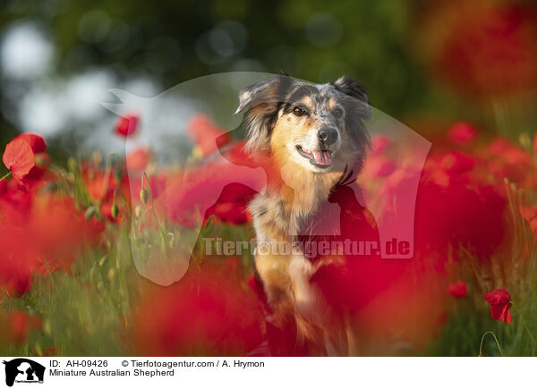 Miniature Australian Shepherd / Miniature Australian Shepherd / AH-09426