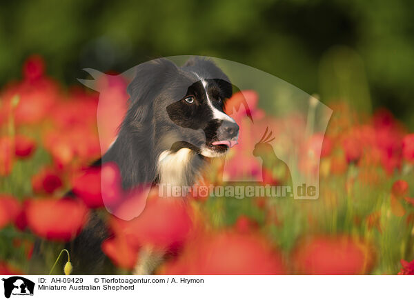 Miniature Australian Shepherd / Miniature Australian Shepherd / AH-09429