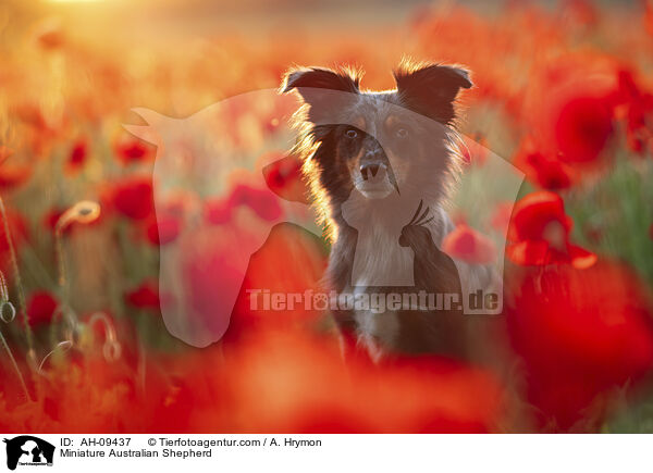 Miniature Australian Shepherd / Miniature Australian Shepherd / AH-09437