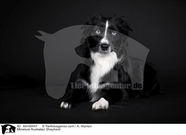Miniature Australian Shepherd / Miniature Australian Shepherd / AH-09447