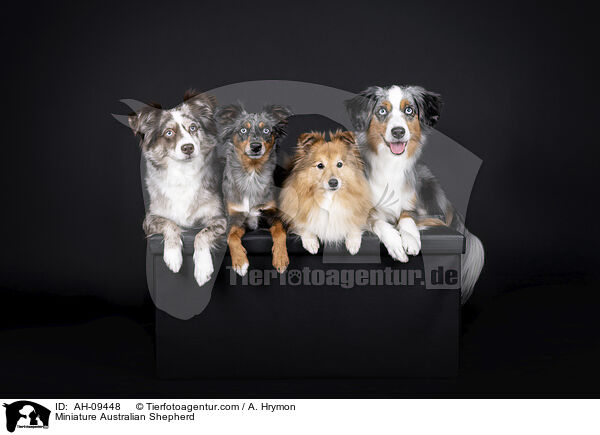 Miniature Australian Shepherd / Miniature Australian Shepherd / AH-09448