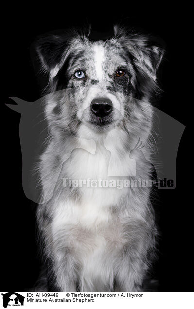 Miniature Australian Shepherd / Miniature Australian Shepherd / AH-09449