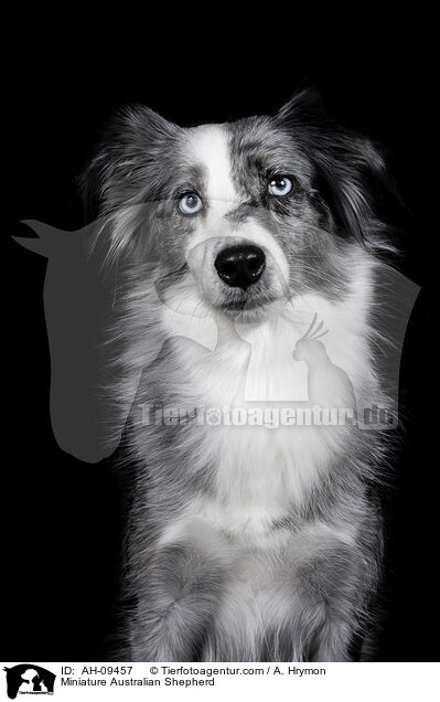 Miniature Australian Shepherd / Miniature Australian Shepherd / AH-09457