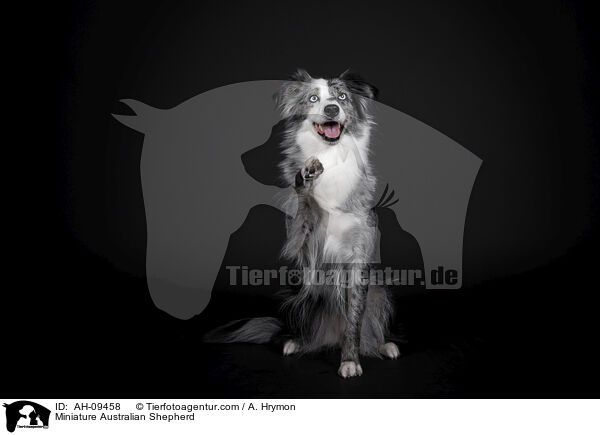 Miniature Australian Shepherd / Miniature Australian Shepherd / AH-09458