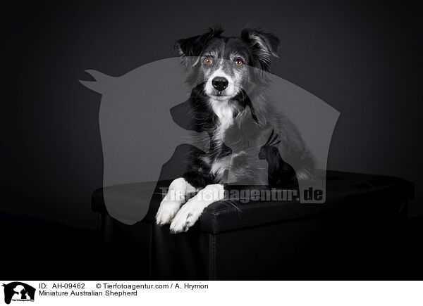 Miniature Australian Shepherd / Miniature Australian Shepherd / AH-09462