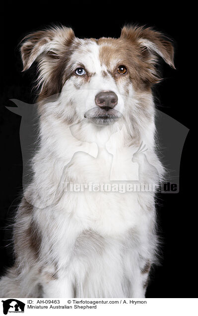 Miniature Australian Shepherd / Miniature Australian Shepherd / AH-09463