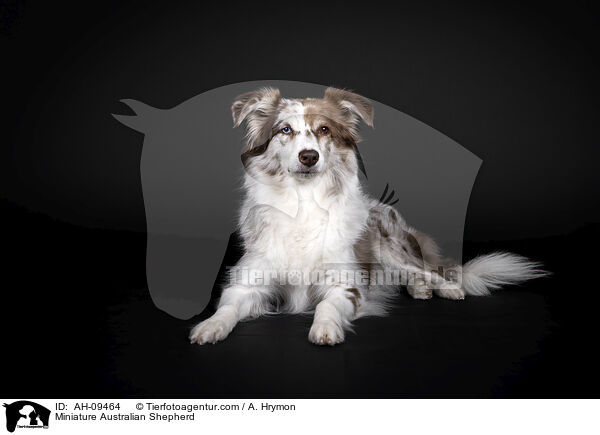 Miniature Australian Shepherd / Miniature Australian Shepherd / AH-09464