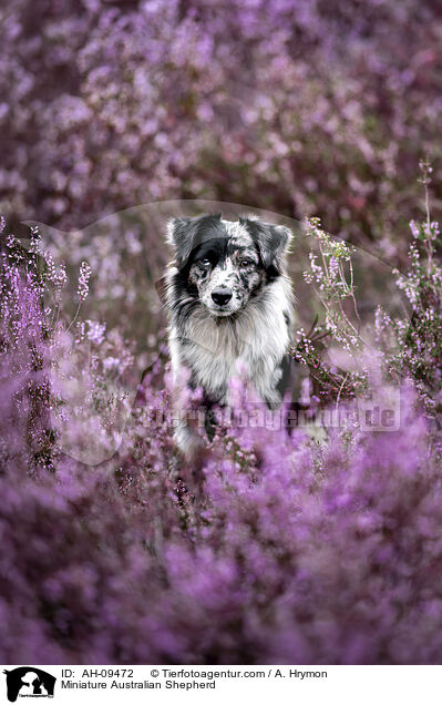 Miniature Australian Shepherd / Miniature Australian Shepherd / AH-09472