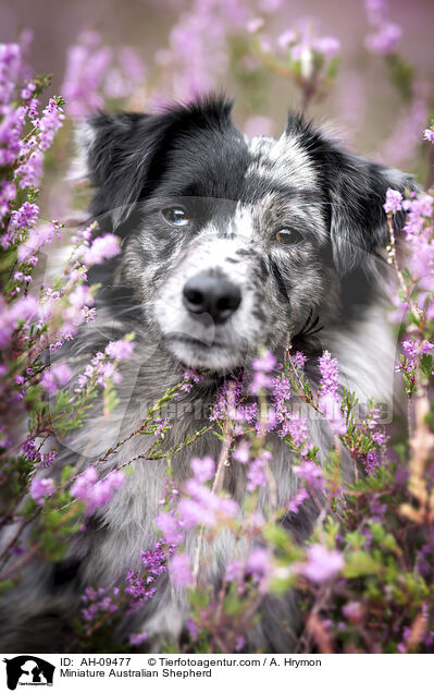 Miniature Australian Shepherd / Miniature Australian Shepherd / AH-09477