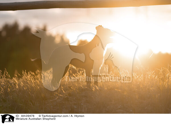 Miniature Australian Shepherd / Miniature Australian Shepherd / AH-09478