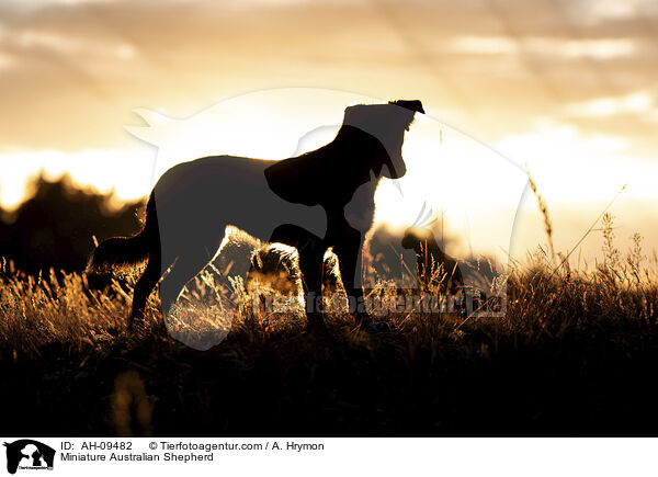Miniature Australian Shepherd / Miniature Australian Shepherd / AH-09482