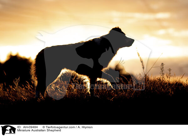 Miniature Australian Shepherd / Miniature Australian Shepherd / AH-09484