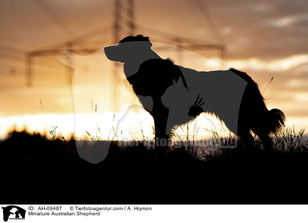 Miniature Australian Shepherd / Miniature Australian Shepherd / AH-09487