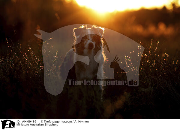 Miniature Australian Shepherd / Miniature Australian Shepherd / AH-09489