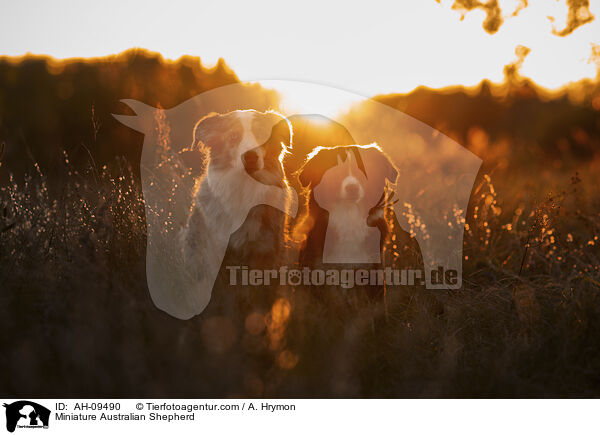 Miniature Australian Shepherd / Miniature Australian Shepherd / AH-09490